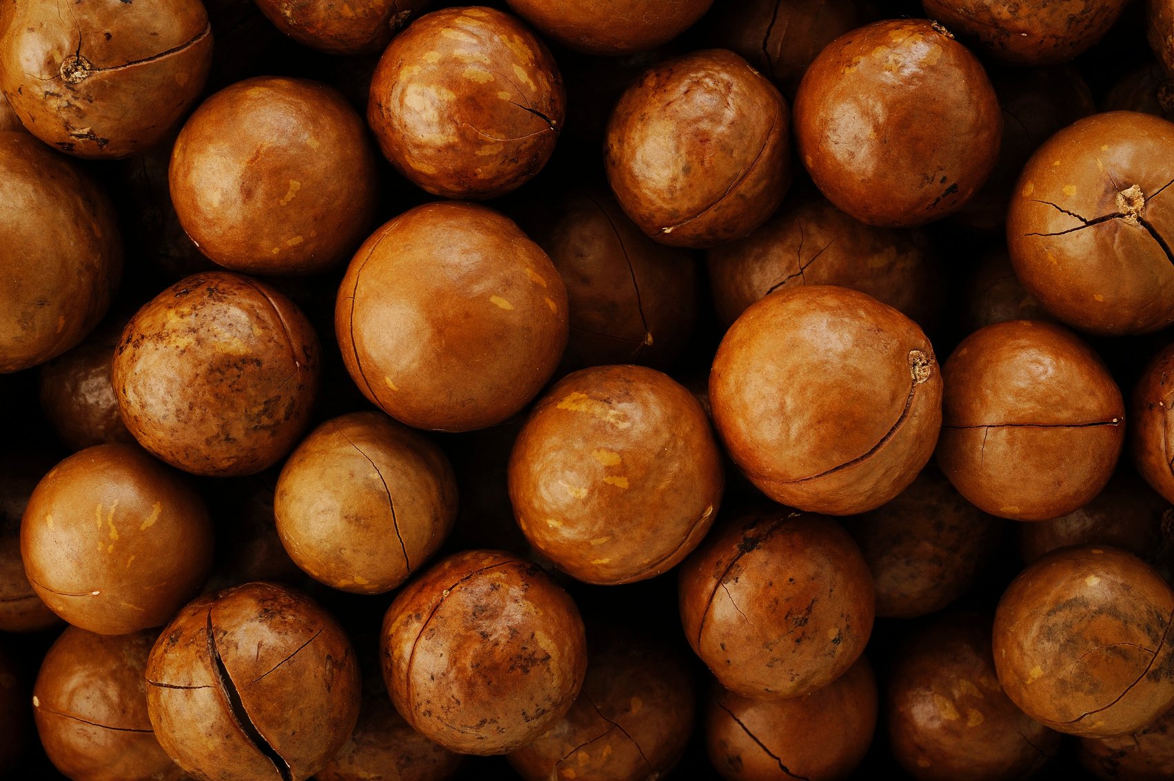 Macadamia